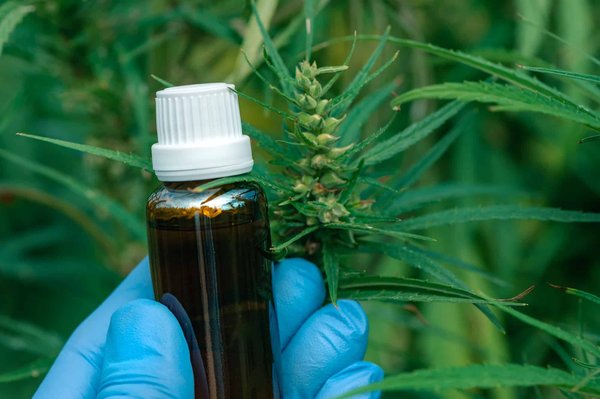 Résine vs fleur de cbd : le duel de cannabidiol