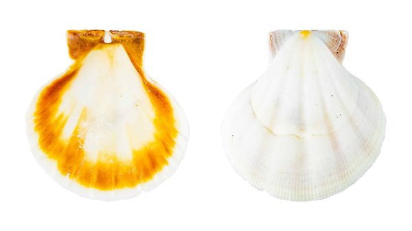 Bienfaits des coquillages d'allaitement en nacre